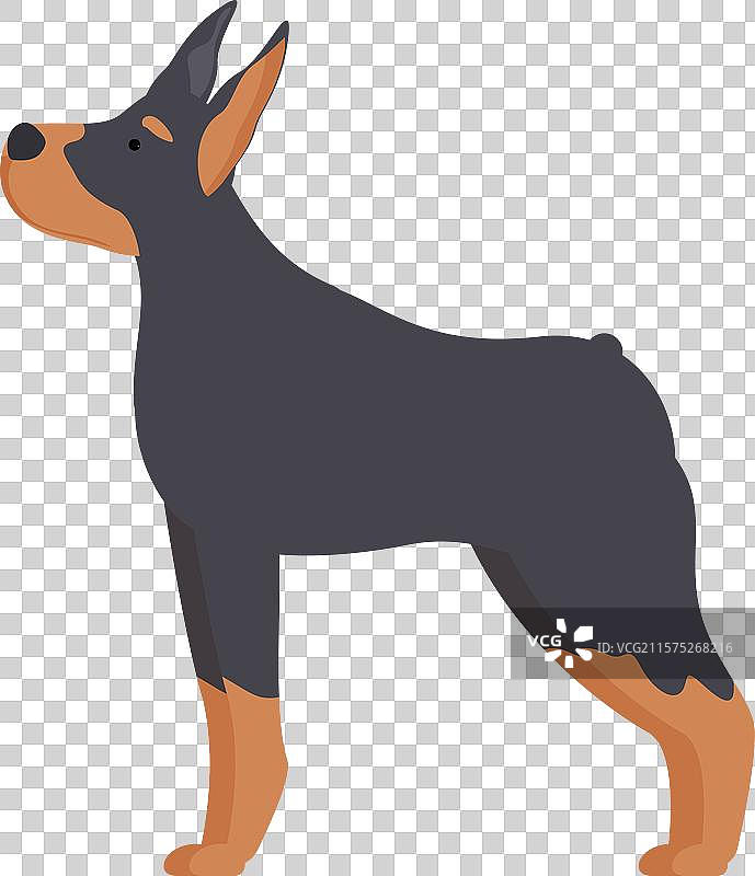 杜宾犬站立守卫，警惕地观察。图片素材