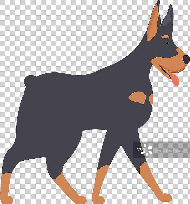 杜宾犬走路时吐着舌头图片素材