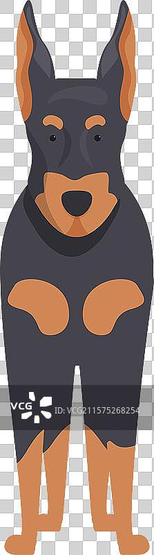 站在白色背景上的杜宾犬图片素材