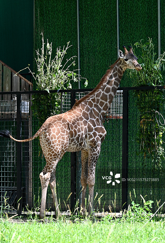 北京动物园长颈鹿图片素材