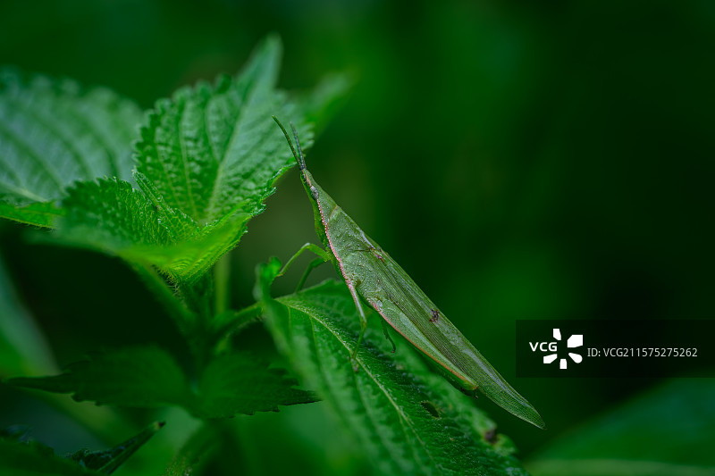 绿叶上的蝗虫图片素材