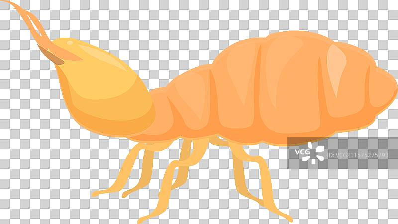 大白蚁用六条腿走动，头部很大图片素材