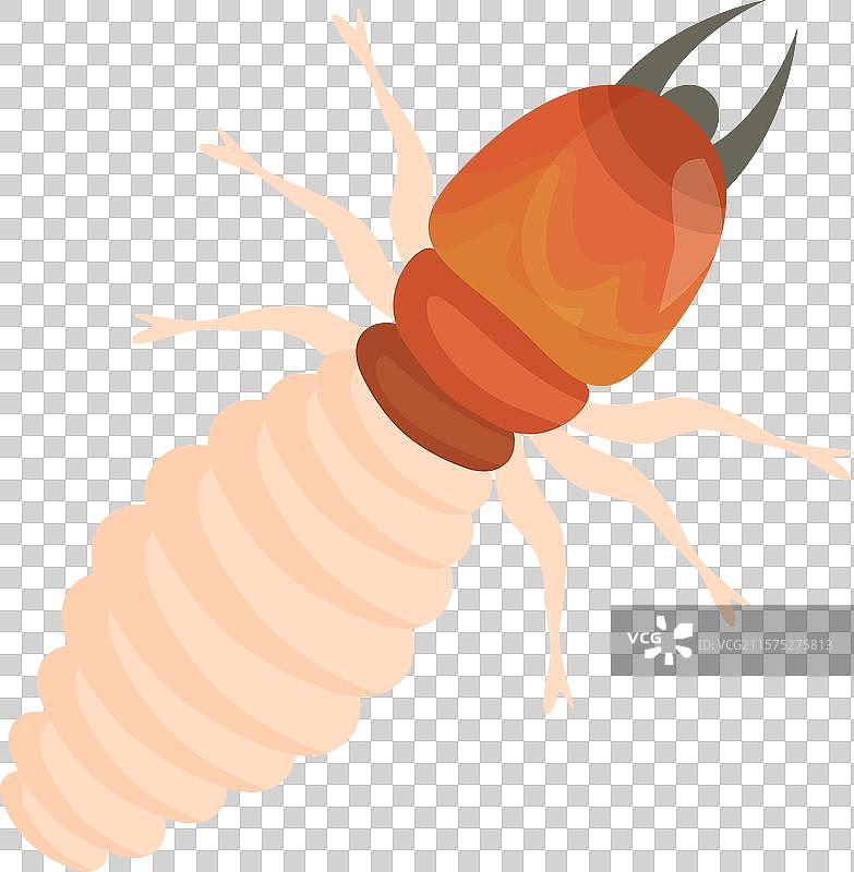 危险的白色白蚁爬行在白色表面上图片素材