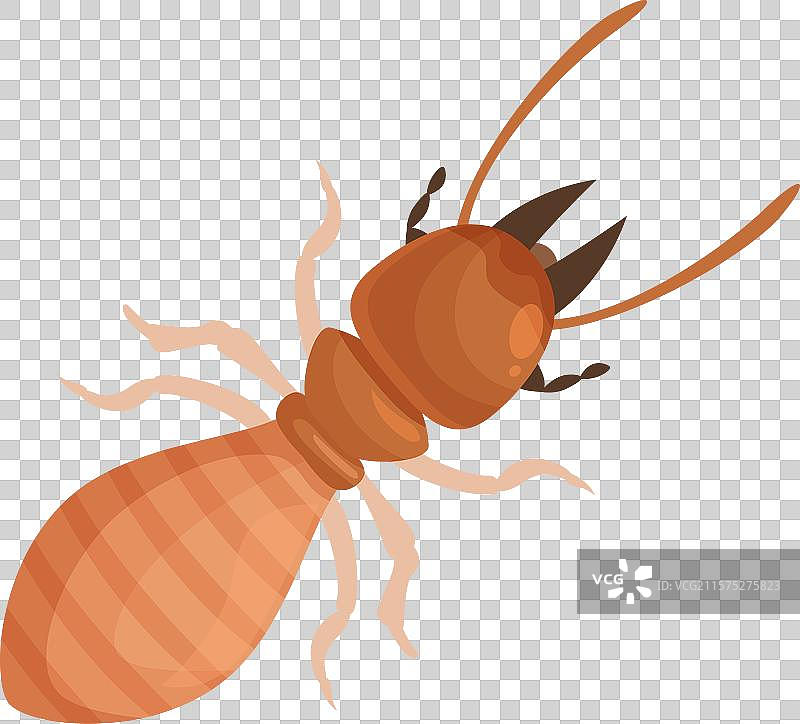 大棕色白蚁昆虫爬行，展示它的特征图片素材