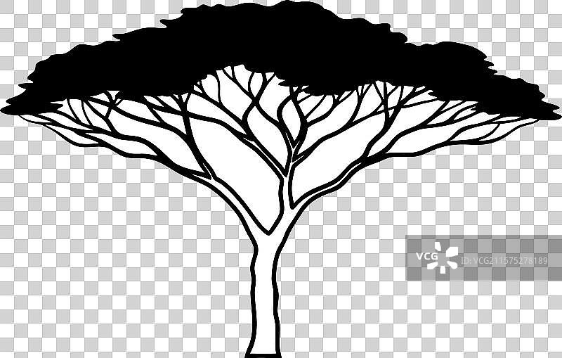 金合欢树剪影 b图片素材