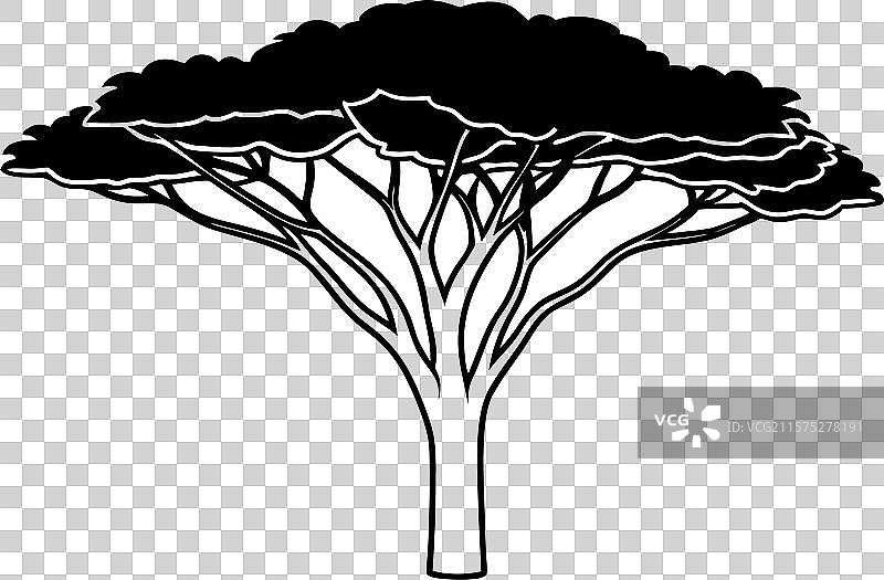 金合欢树的剪影图片素材