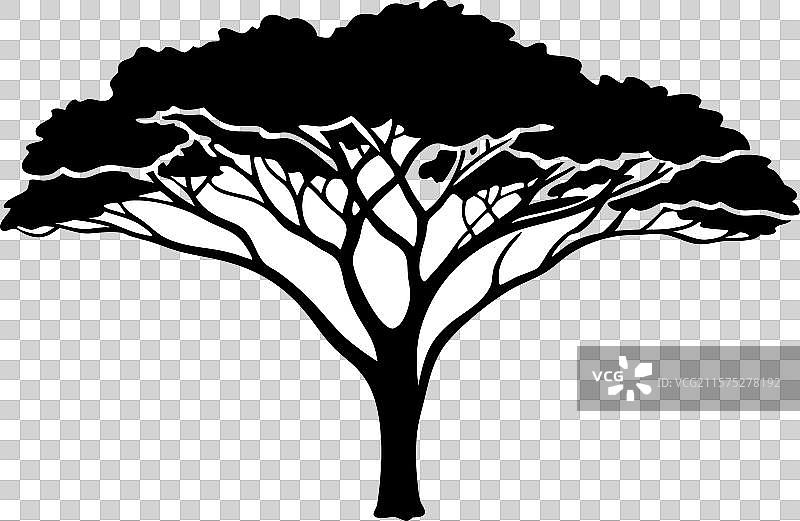 金合欢树剪影图片素材