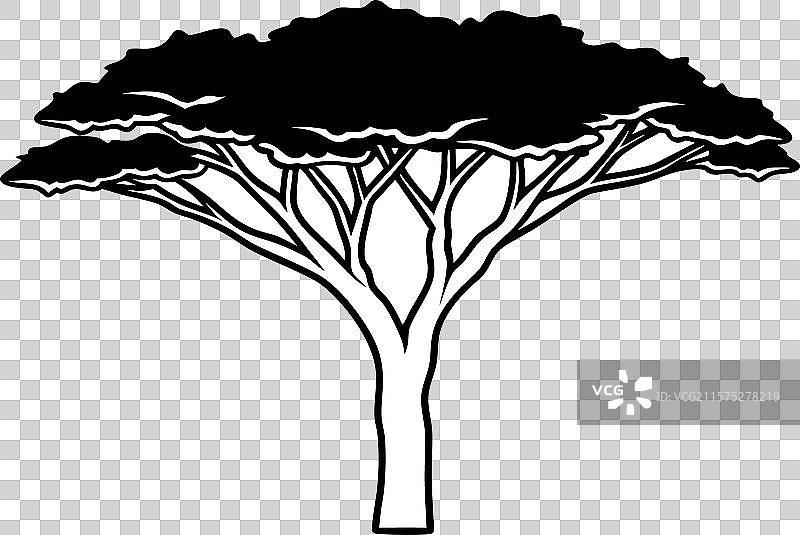 金合欢树剪影图片素材