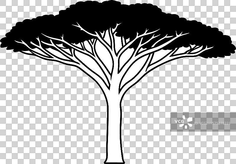 金合欢树剪影图片素材