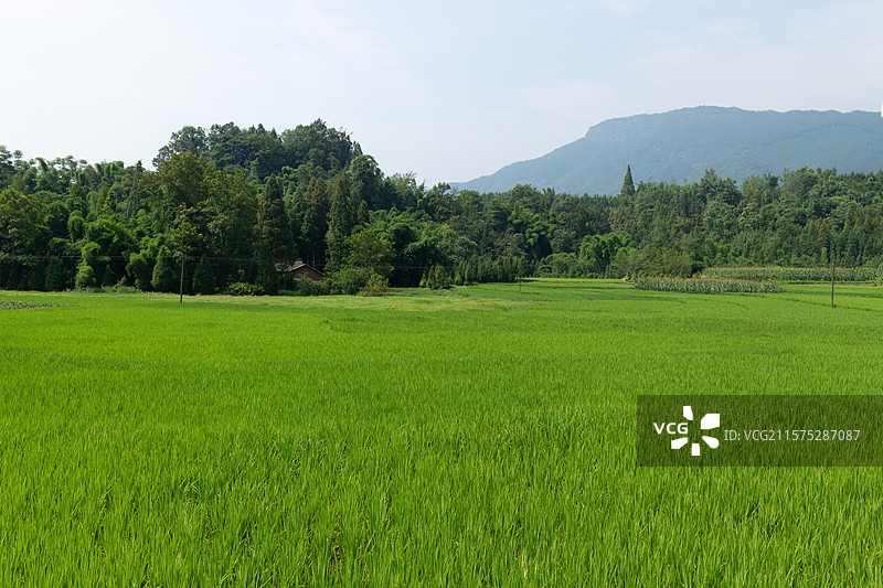 春季七月时节，乡村农业绿色稻田，自然风景图片素材