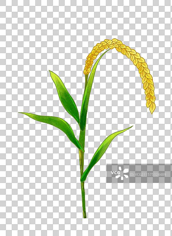 手绘插画一枝饱满的麦穗谷穗图片素材