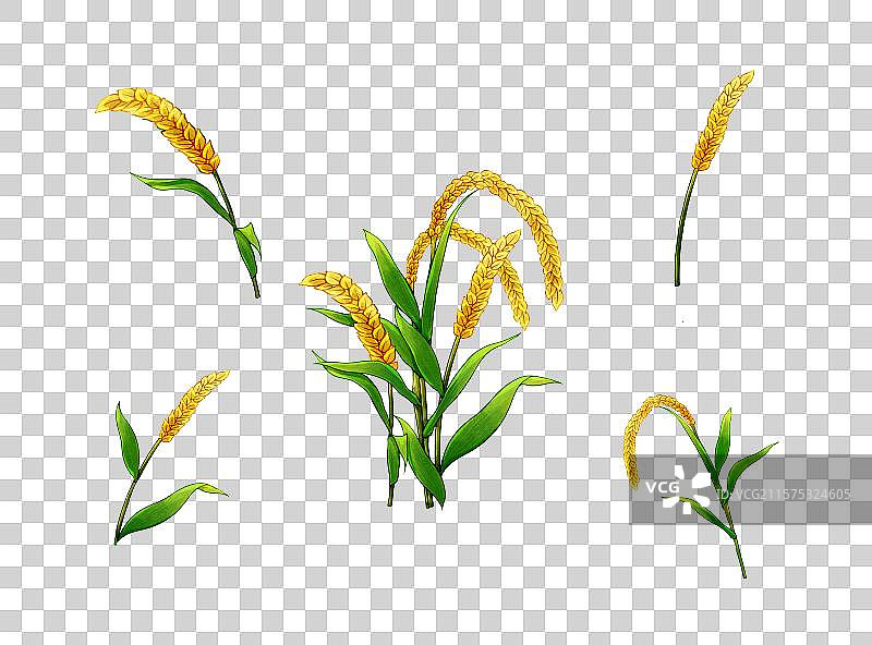 手绘插画饱满的麦穗谷穗免扣元素组图图片素材