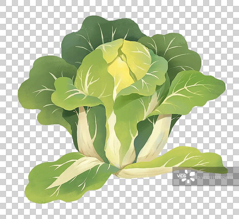 霜降插画元素大白菜图片素材
