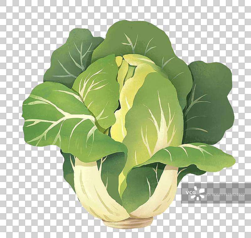 霜降插画元素大白菜图片素材