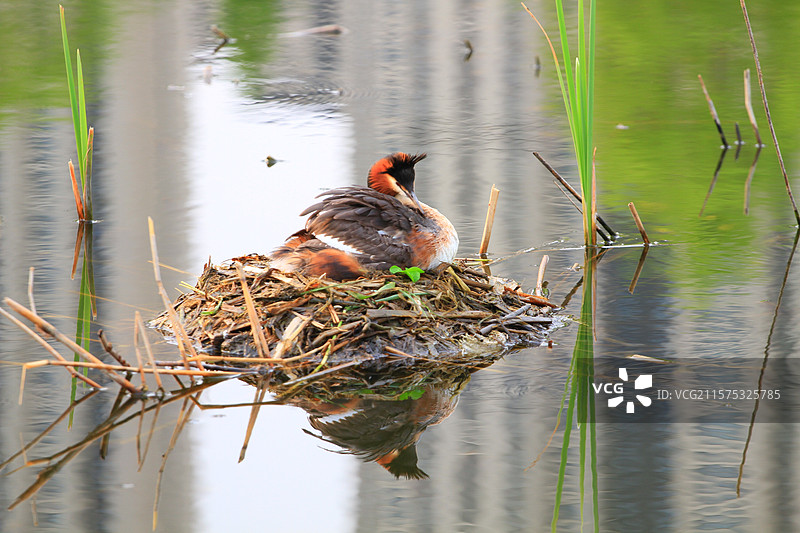 凤头鸊鷉，凤头鸊鷉幼崽，小鸟，幼鸟，孵蛋，南溪湿地公园，芦苇，素材，国家二级保护动物，图片素材