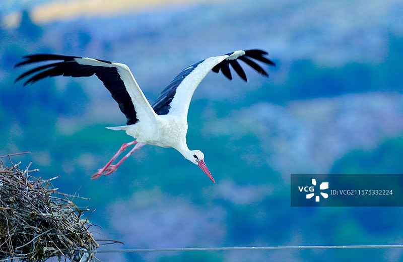 白鹳在湖面上空飞翔的特写镜头图片素材