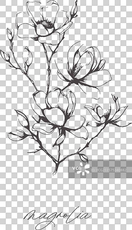 春天的木兰树枝与抽象花朵图片素材