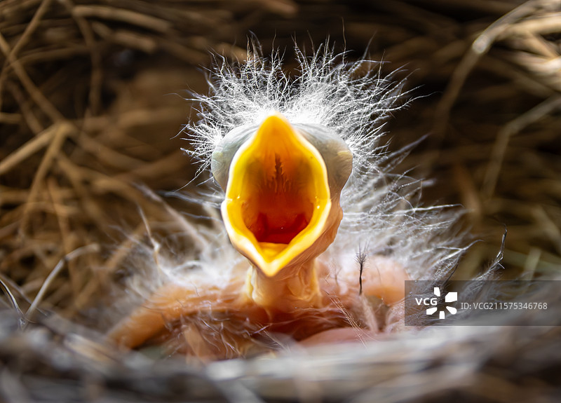 一只在我前廊鸟巢中的一日龄知更鸟雏鸟，南达科他州苏福尔斯，美国图片素材
