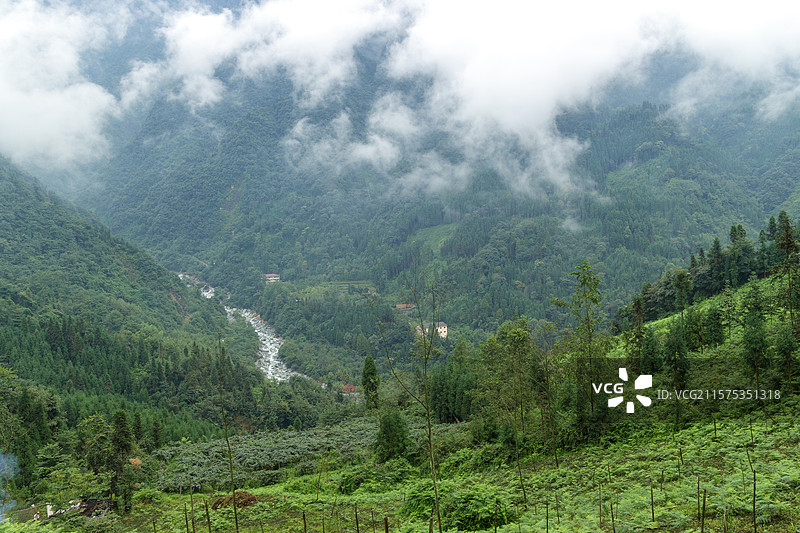 中国四川成都虹口自然保护区白水河，高山峡谷河流，云雾缭绕自然风景图片素材