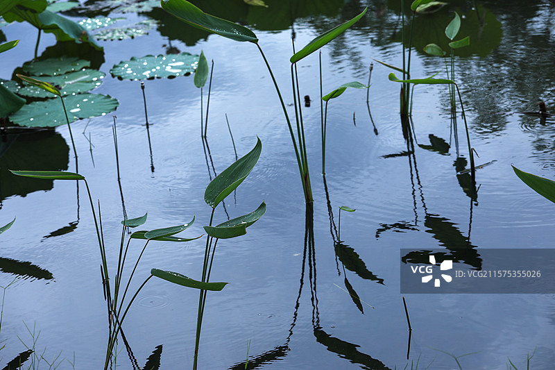 夏天立夏夏至湖面水面上的植物和倒影的背景图图片素材