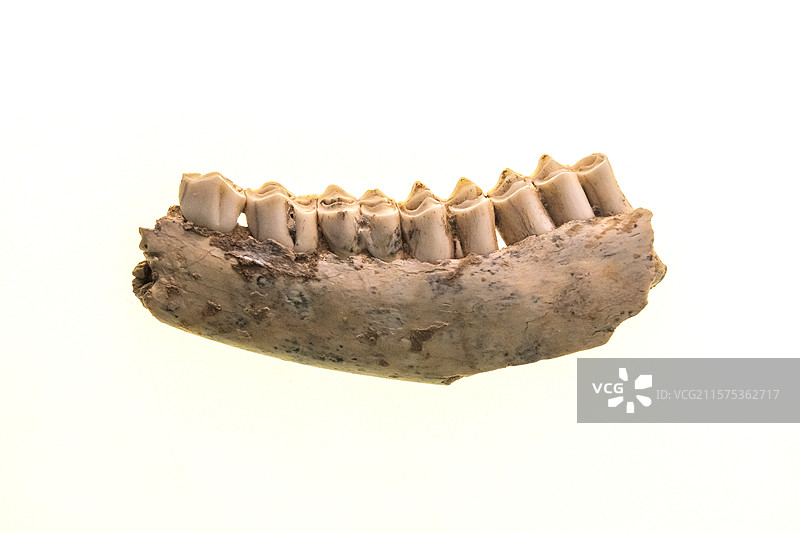 陕西考古博物馆鹿下颌骨旧石器时代2019年南郑疥疙洞遗址图片素材