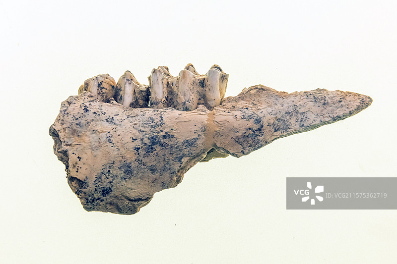陕西考古博物馆牛下颌骨旧石器时代2018年南郑疥疙洞遗址图片素材