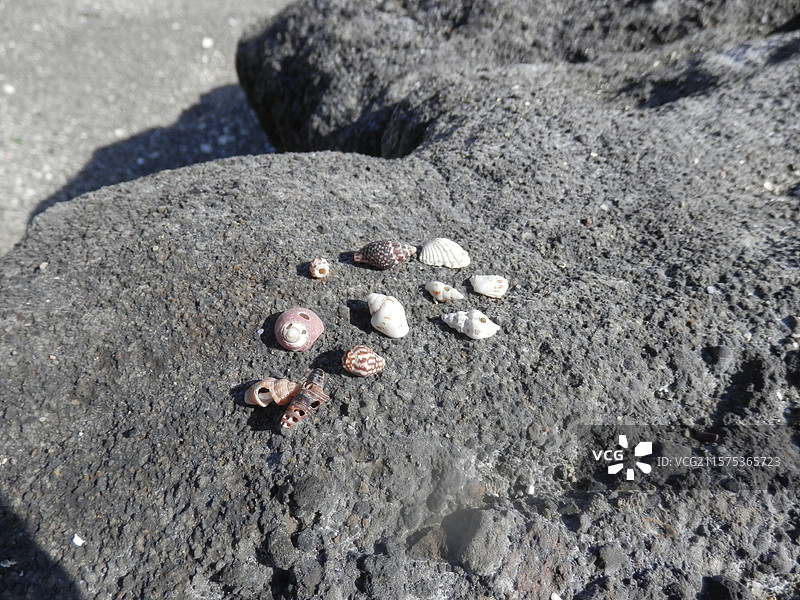 黑色礁石上的贝壳图片素材