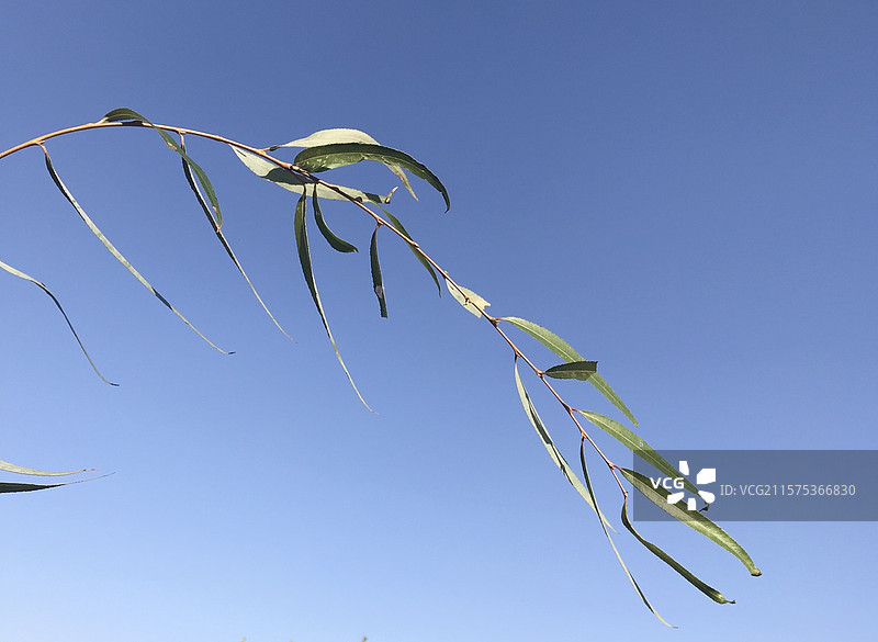 春天柳枝柳叶一支春蓝天天宫自然植物环保安静清新图片素材