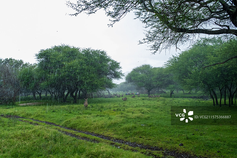 非洲毛里求斯Casela动物园safari图片素材