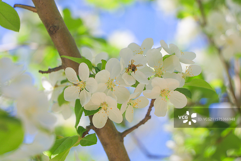 春日烂漫苹果花开图片素材