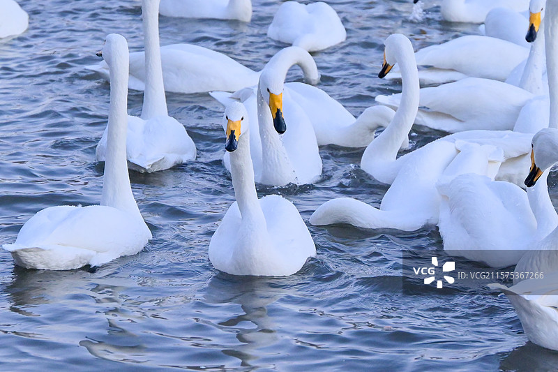朝阳市红村天鹅湾 翩翩起舞图片素材