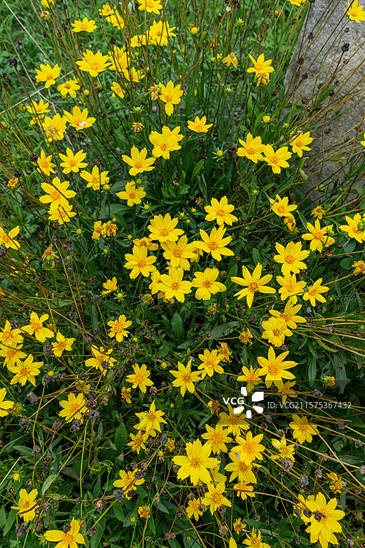 中国野生植物拍摄主题，自然地理公园路边的黄色的大花金鸡菊，户外白昼无人图像摄影图片素材