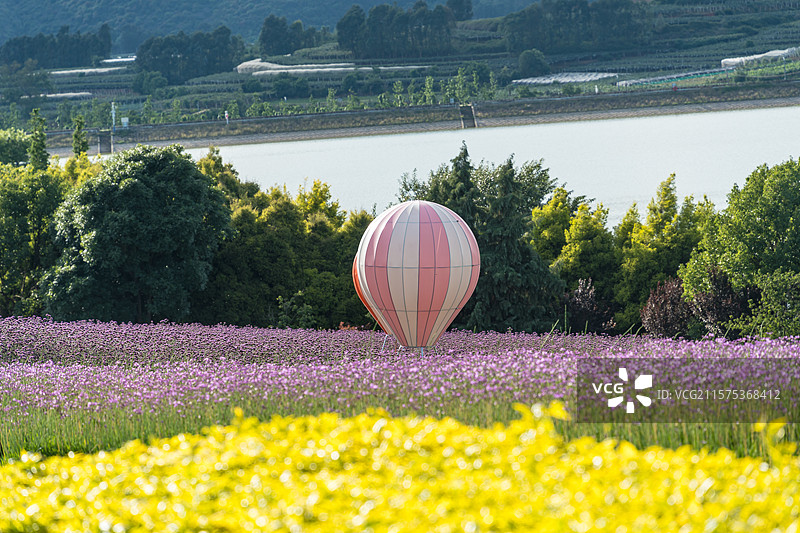 弥勒东风韵景区薰衣草园图片素材