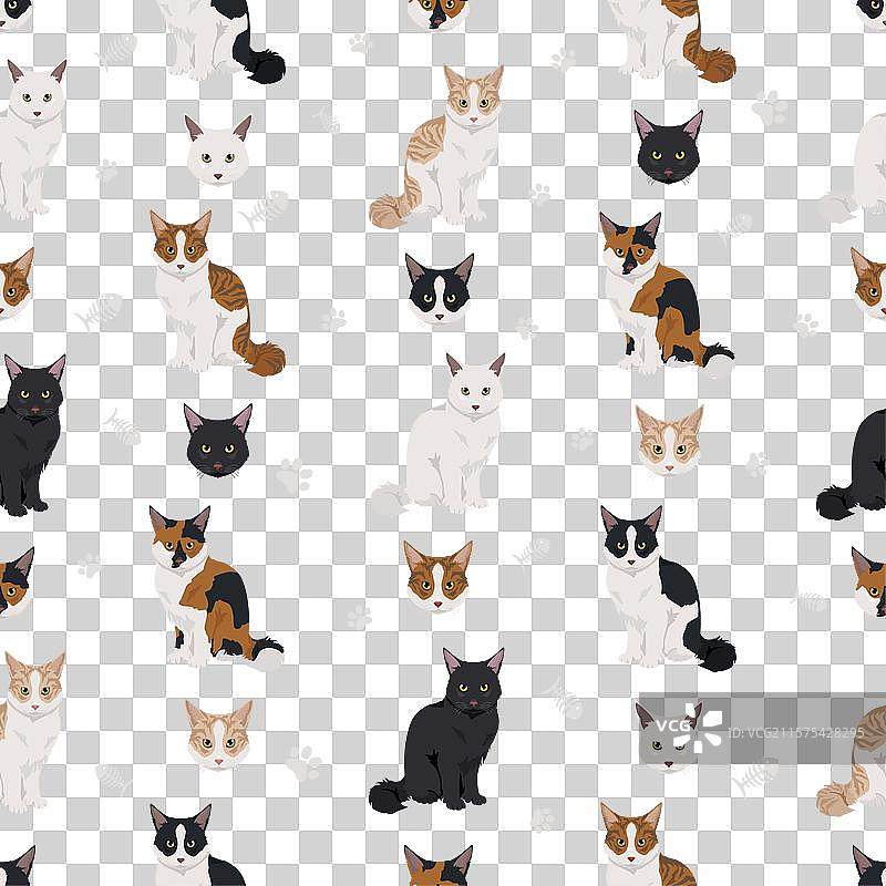 美国多趾猫全毛色无缝图案图片素材