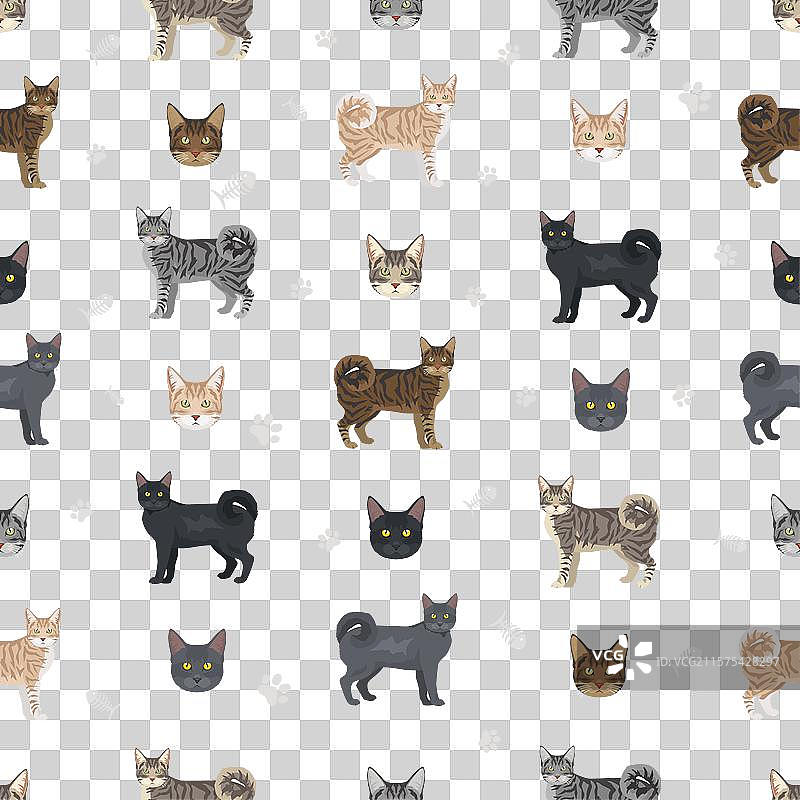 美国环尾猫全毛色无缝图案图片素材