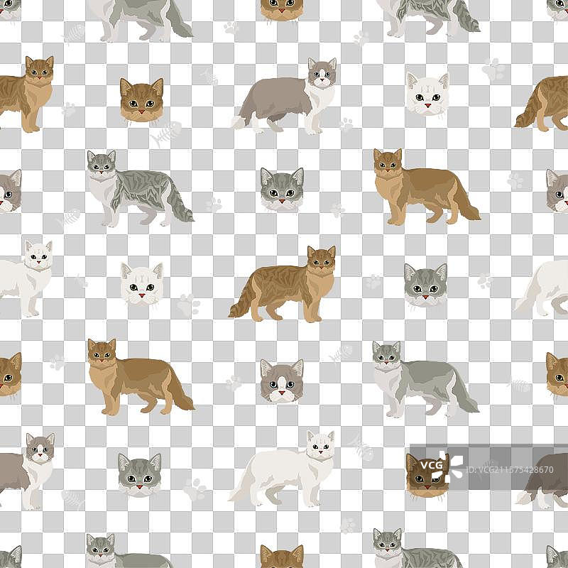 蒂芬妮猫 亚洲半长毛猫图片素材