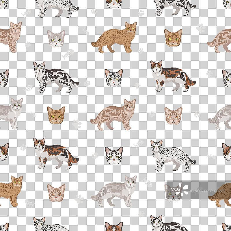 美国线毛猫全身毛色无缝图案图片素材