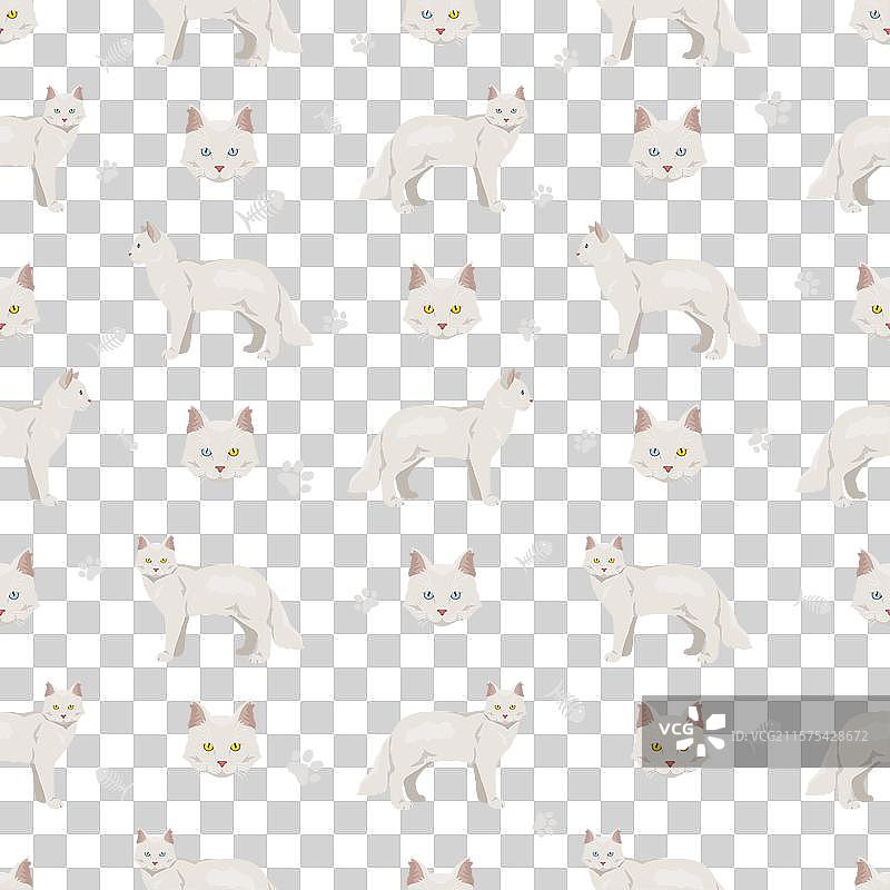 阿佛洛狄忒巨型塞浦路斯猫无缝图案图片素材