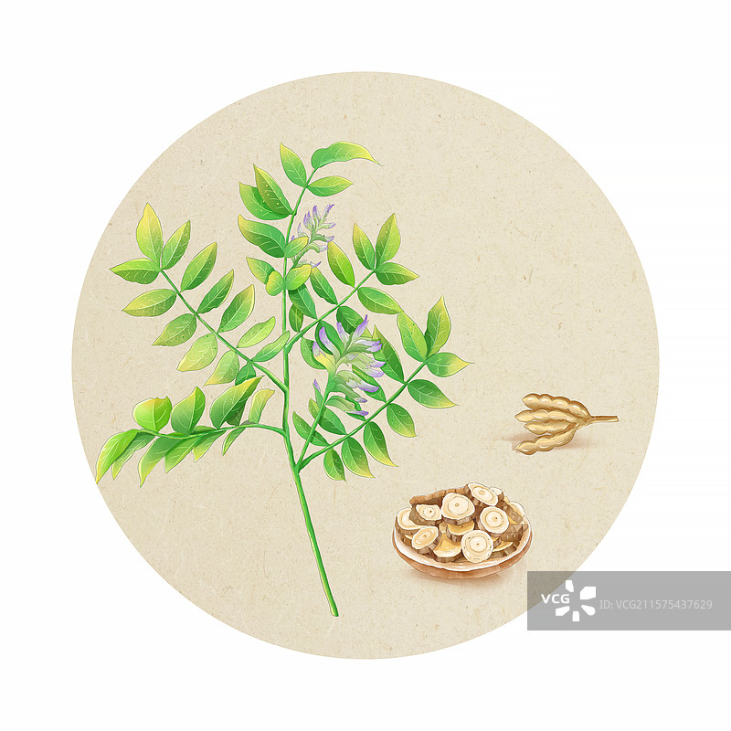 中药材甘草插画，中草药甘草和甘草切片 水彩手绘肌理插画，新鲜草本植物中医药材 圆形团扇扇面图图片素材