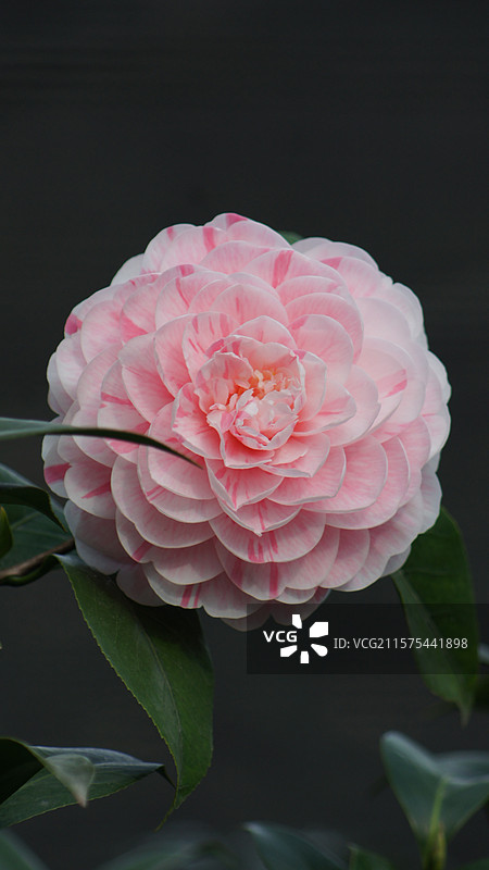 乔伊茶花 山茶花图片素材