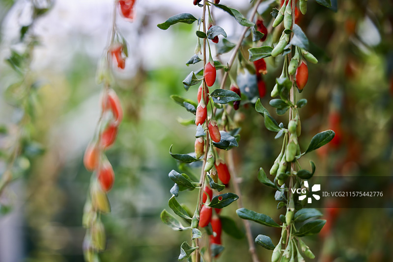 枸杞子图片素材