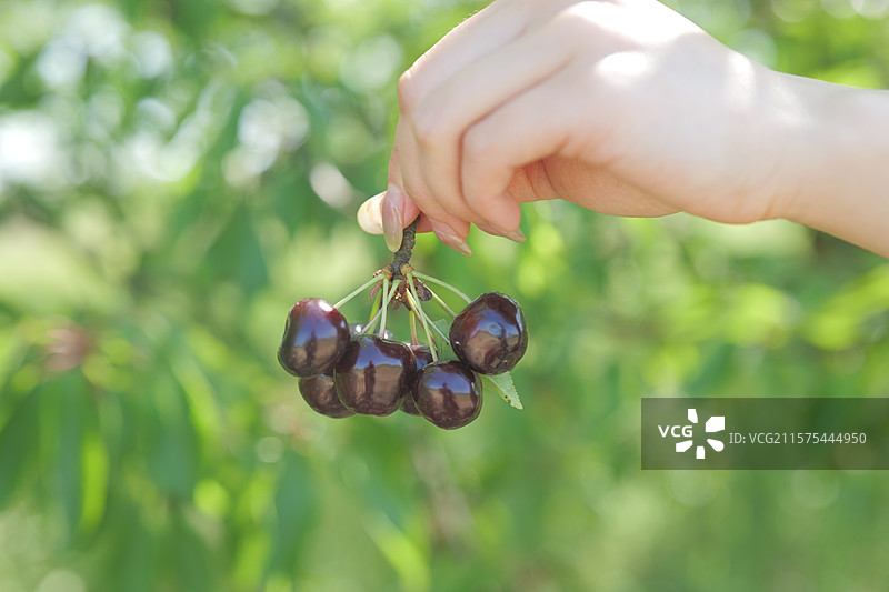 摘樱桃图片素材