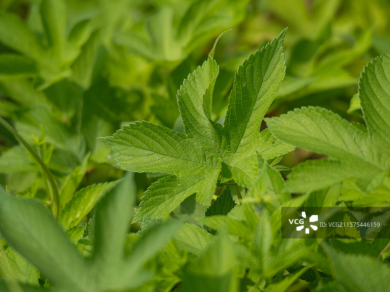 绿色葎草图片素材