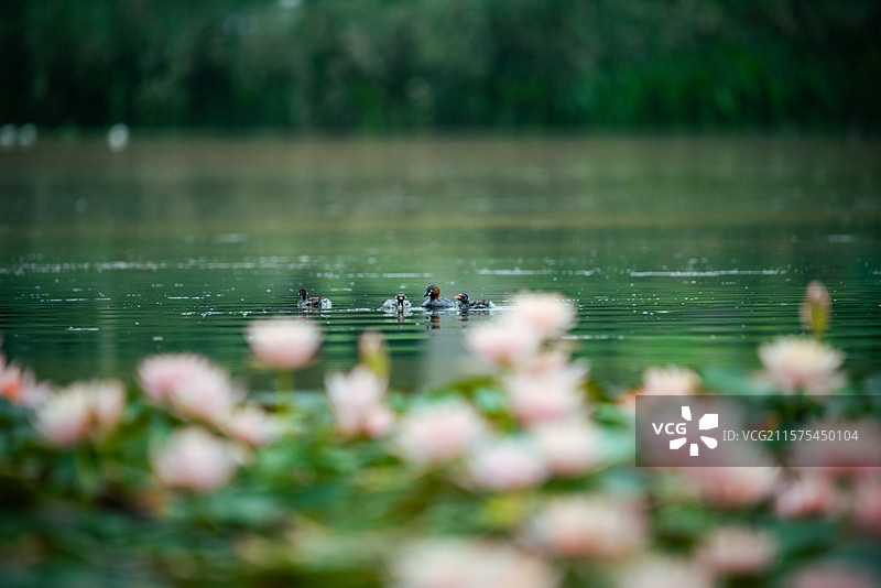 小鷿鷈图片素材