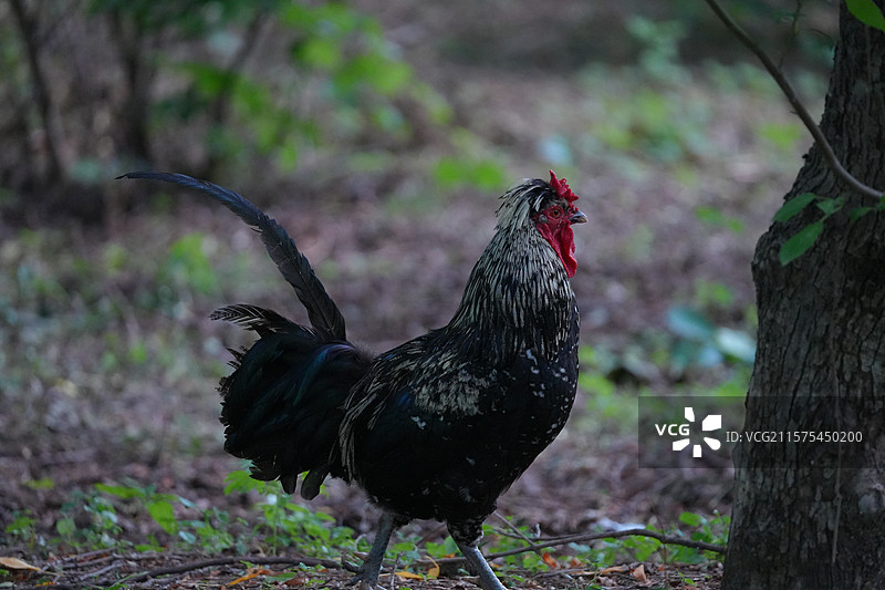 沈阳鸟岛图片素材