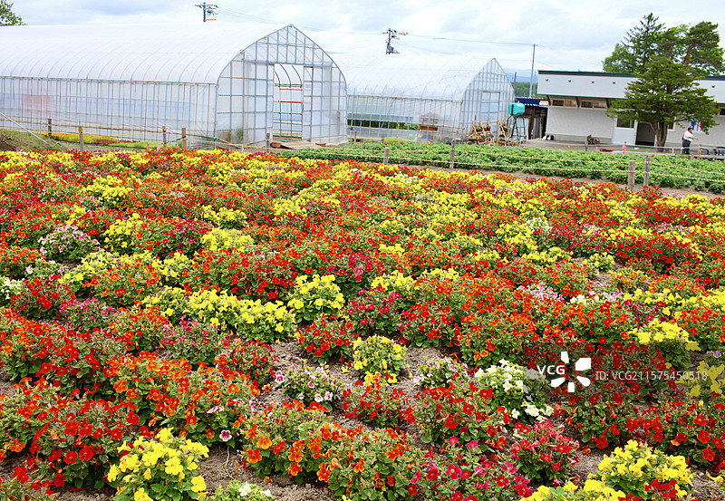 北海道花田图片素材