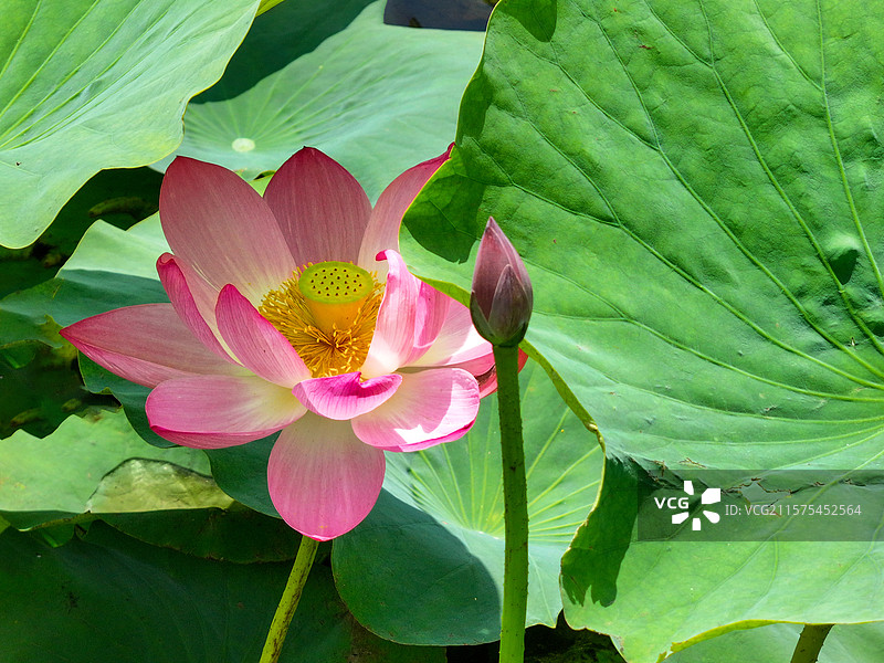 山东科技大学荷花开了图片素材