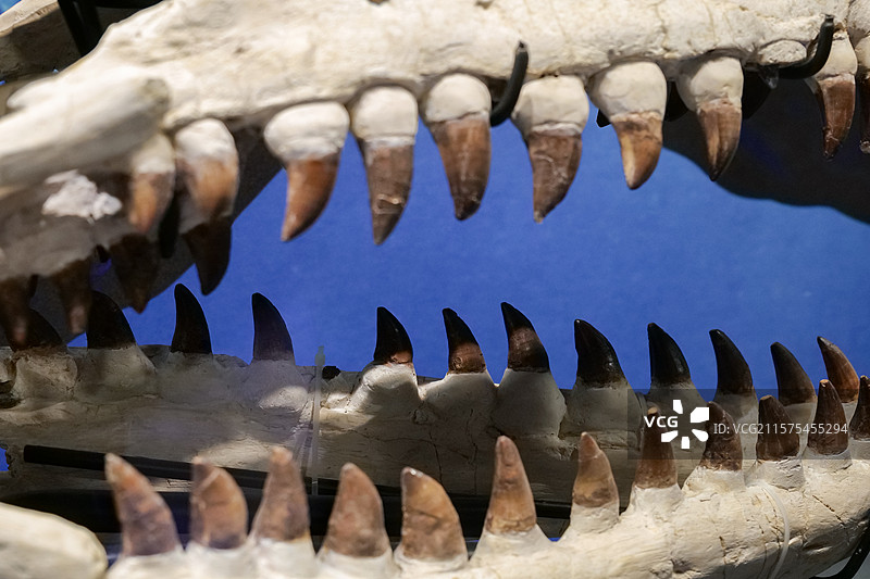 残暴海巨龙（头骨） 白垩纪 摩洛哥产 国家自然博物馆古爬行动物厅图片素材