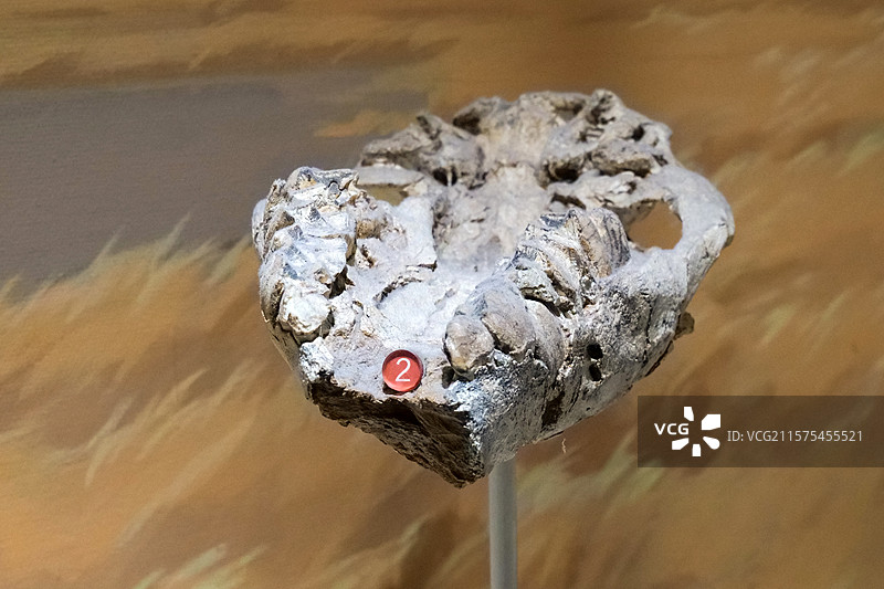 钩爪兽（头骨） 晚中新世时代 甘肃省和政县产 国家自然博物馆古哺乳动物展厅图片素材