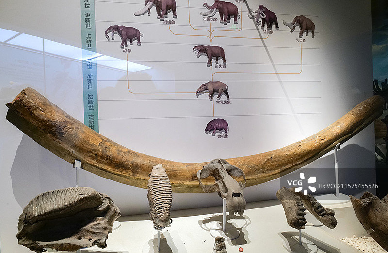 豕脊齿象（门齿） 晚中新世 甘肃省和政县产 国家自然博物馆古哺乳动物展厅图片素材